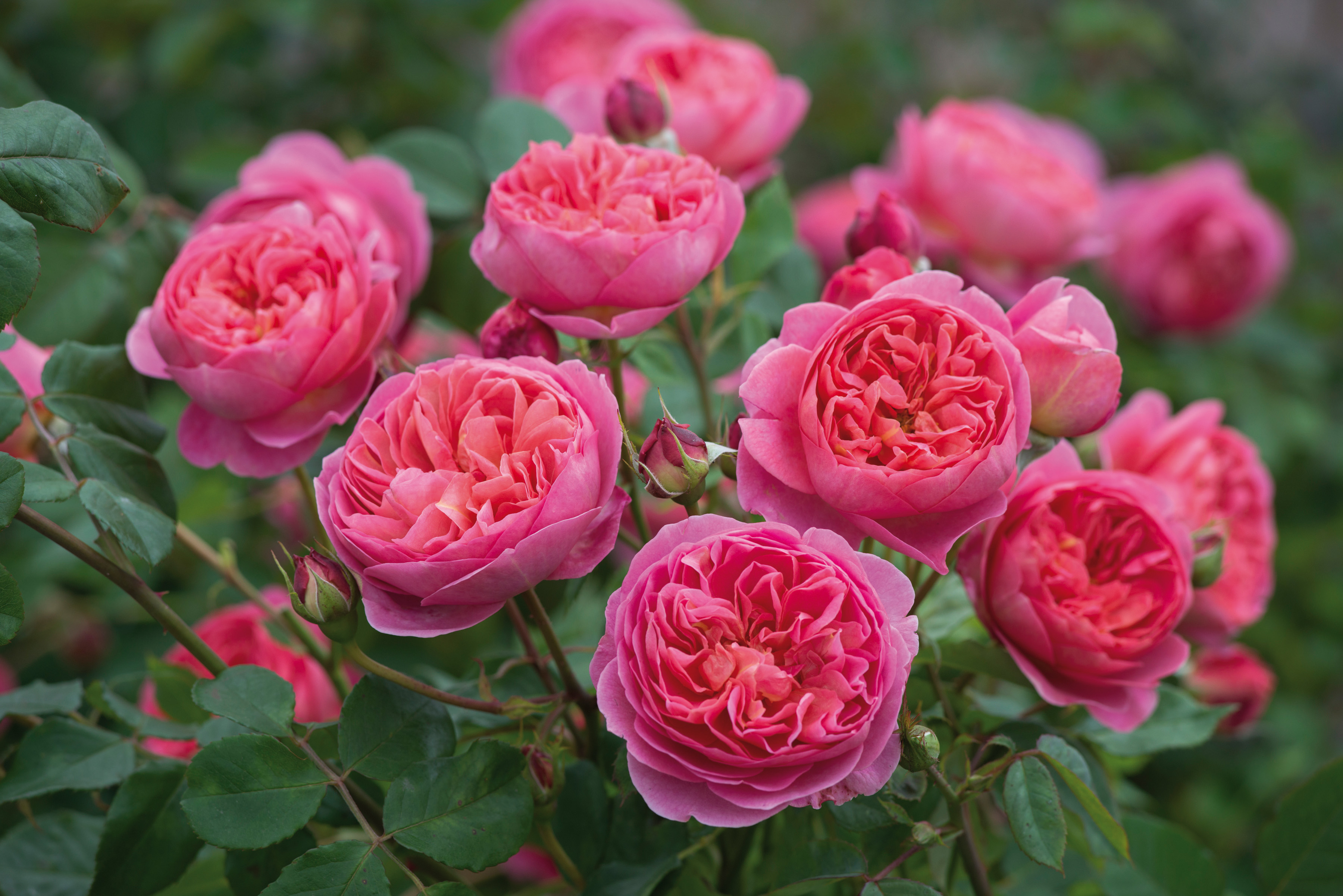 ‘Boscobel’ bears beautifully formed flowers of a rich salmon coloring that changes with age to a rich, deep pink. They start as red buds which open at first to pretty cups, gradually developing into perfectly formed blooms of classic rosette formation. The numerous small petals are of varying shades, mingling to provide a most pleasing effect. The delightful, medium to strong myrrh fragrance has a hawthorn character with hints of elderflower, pear and almond.
It forms an upright shrub that is healthy and of medium size, with dark green, glossy foliage.
Boscobel House is a beautiful timber-framed house that was built in 1632 and is not far from the David Austin nursery. It is famous for being the place where King Charles II hid in an oak tree whilst being pursued by Cromwell’s soldiers during the English Civil War in 1651. 
 It grow 3 x 2½ feet. (David Austin 2012, Auscousin.)