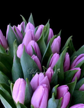 Purple tulip
