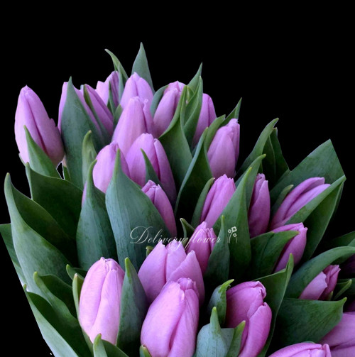 Purple tulip