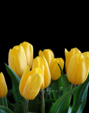 Yellow tulips