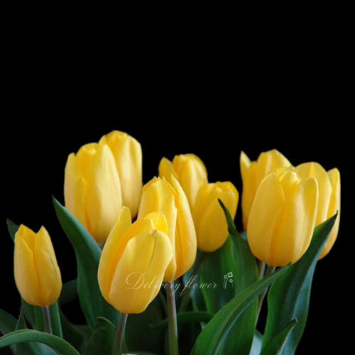Yellow tulips