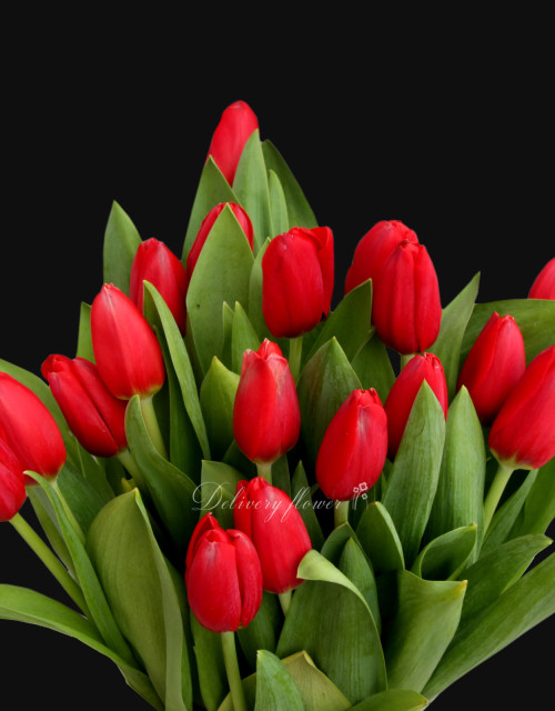Red tulip